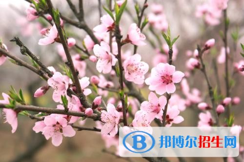 陜西航空職業(yè)技術(shù)學院五年制大專2019年報名條件、招生要求、招生對象