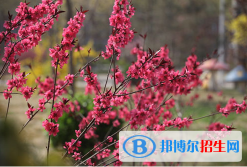 石家莊實(shí)驗(yàn)中學(xué)2020年招生計(jì)劃